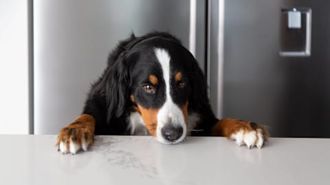 Bernese Mountain Dog's Obsession With the Ice Maker Leads to an Unexpected Purchase