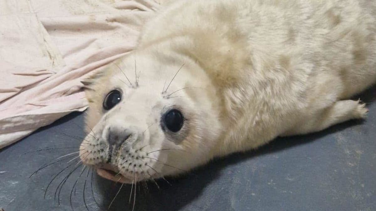 New Photo - Inside the seal hospital ready for a fluffy baby boom