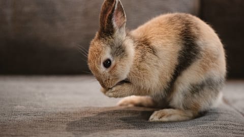 Bunny thumps off in protest over his new plushie companion