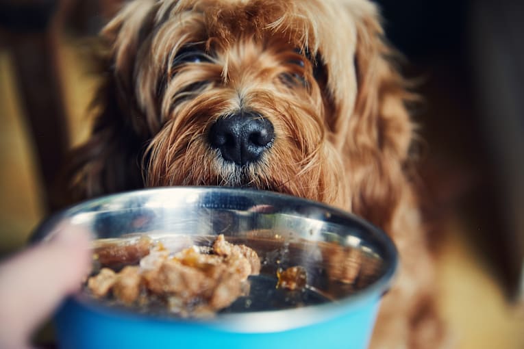 Dog food recalled for possible metal pieces inside &mdash; see affected products