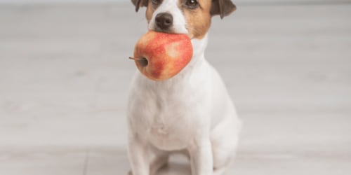 The 25 worst human foods to give your dog &mdash; and 25 that are totally safe
