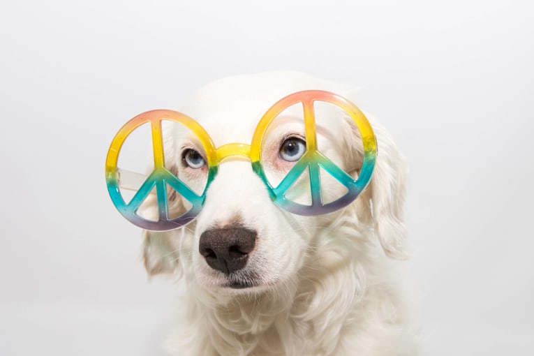 Dog named Loki only accepts good vibes and gives the best daily lesson in positivity