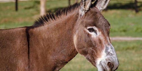 Loose donkey turns aggressive, jumps into van, attacks 3 people