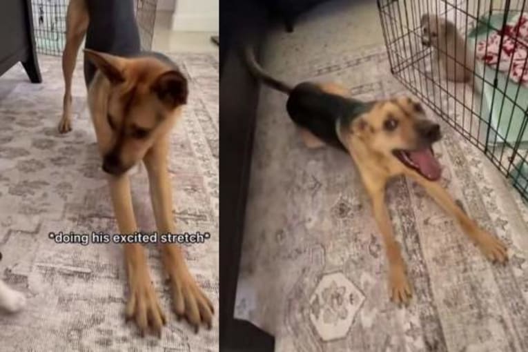 Rescue dog steps up to care for a little baby pup, thinking he's the dad
