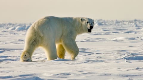 These are the 6 biggest bears on Earth