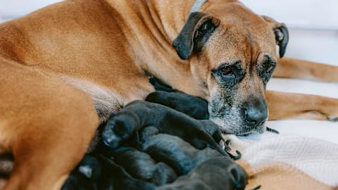 Rescued dog gives birth to record-breaking litter