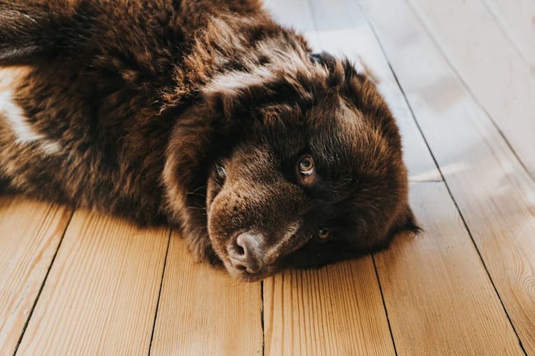 Newfoundland mourning the loss of his grandma gets a surprise he never saw coming