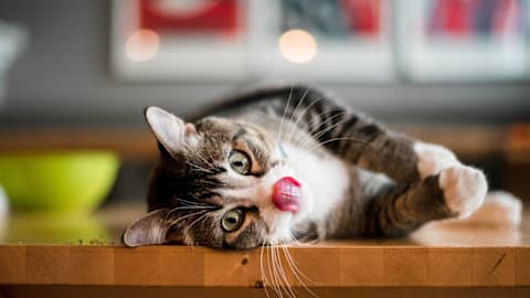 Cats may prefer another plant over catnip, according to experts