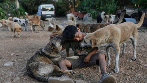 Photos of pets and farm animals rescued from the war in southern Lebanon