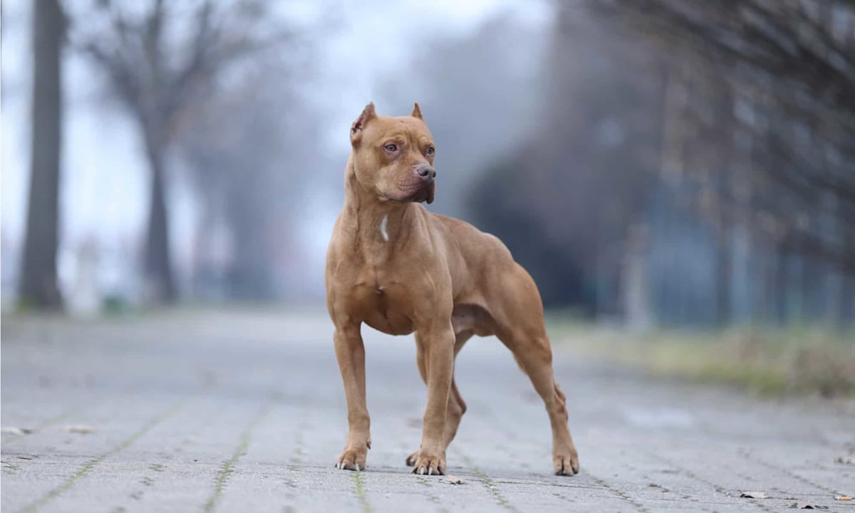 Are Pit Bulls the Most Troublesome Dogs? 28 Common Complaints About Them