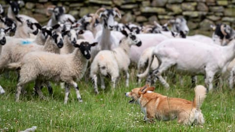 Is this Britain&rsquo;s shortest sheepdog?