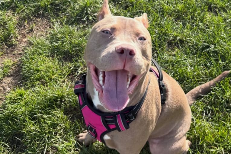 'This is her Sephora': Dog mom patiently lets her pup roam the pet store
