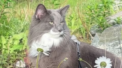 Norwegian forest cat looks like 'a creature out of a fairy tale'