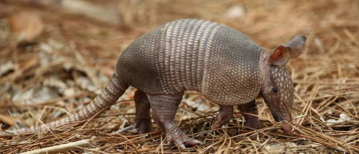 Fact-Checking Armadillo Leprosy Myths: How High Is Your Real Danger?