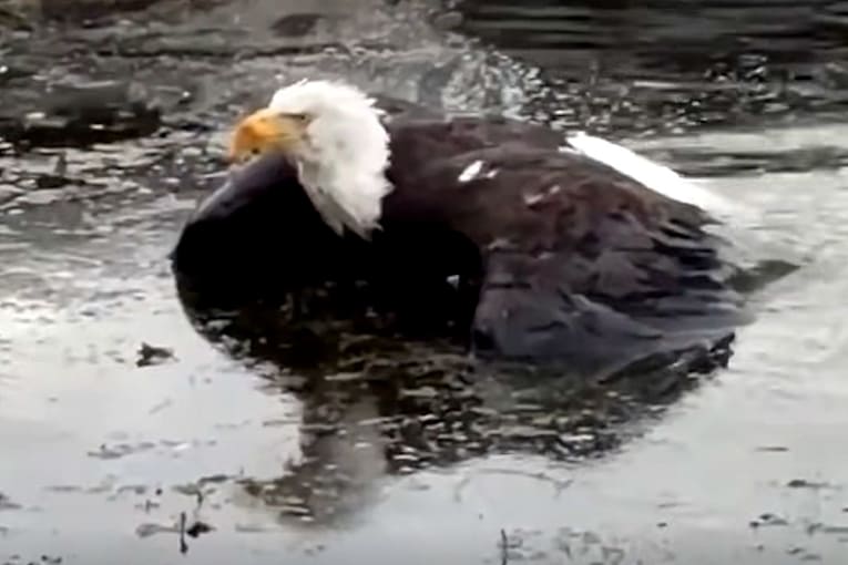 Famous bald eagle mom Jackie, who was feared dead, is rescued alive days after disappearing