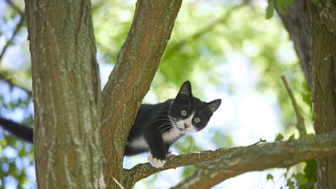 This Cat Takes Napping to New Heights—Literally