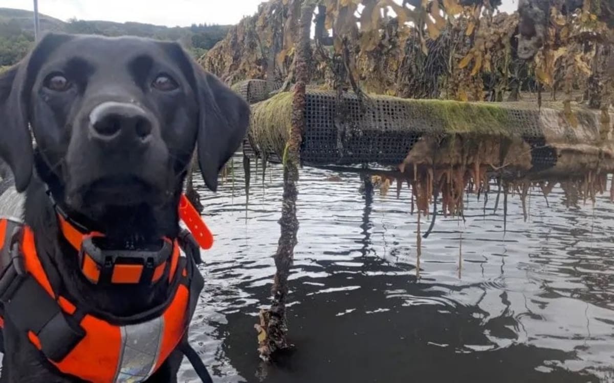 Black labrador with nose for ‘sea vomit’ is animal of the year
