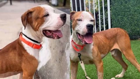 Shelter dog goes from fighting to survive to sleeping in cozy bed thanks to human who saw him for what he's worth
