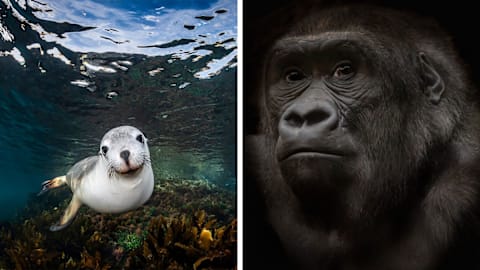 22 breathtaking animal winners from the 1839 Awards 2026
