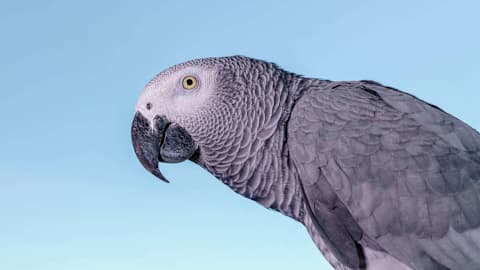 Man reunited with stolen pet parrot 9 years later. The bird was found in an IKEA parking lot 20 miles away