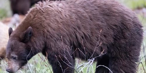 Black bear killed in Grand Teton National Park after ‘poor decisions made by park visitors’