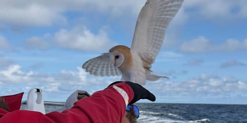 Owl stranded in open water 70 miles from shore finds &lsquo;nothing short of a miracle&rsquo; while stuck at sea