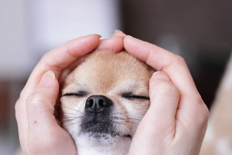 Chihuahua’s perfect adventure comes to a halt the moment a cloud appears
