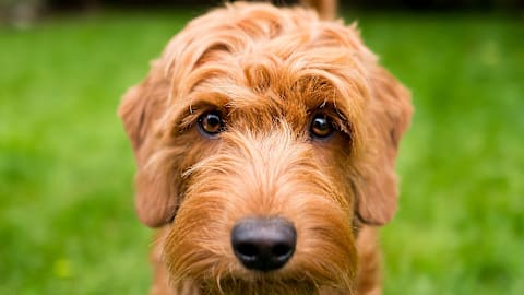 Goldendoodle Creates a Fun New Game During Walk with Mom