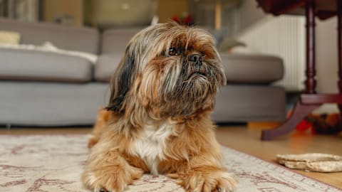 Shih-Tzu Looks So Much Like Chewbacca, 'Star Wars' Fans Are Losing It