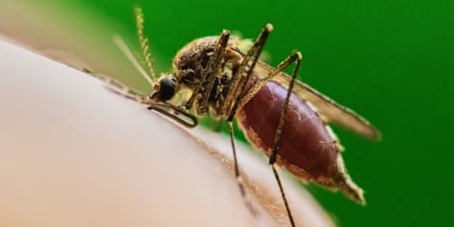 Deadly mosquito-borne virus claims first life in major US city as cases spread