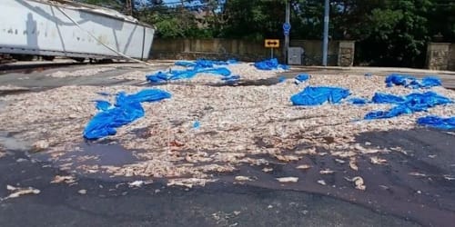 Squid games: 20-ton spill of foul-smelling sea creatures causes 8-hour traffic jam in Rhode Island
