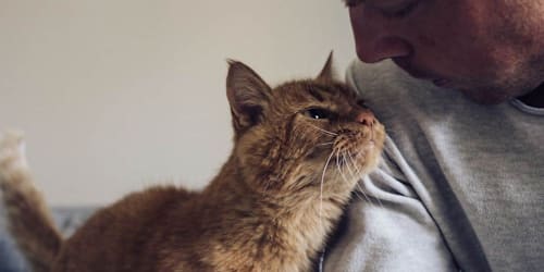 Your cat knows exactly who you are and scientists just proved it
