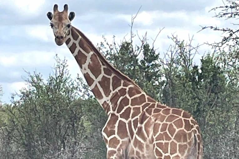 Gracie the missing giraffe located on neighboring property after multi-day search in Texas