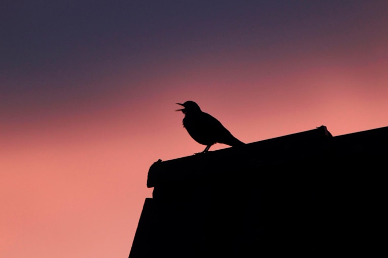 A blackbird with a taste for musicals