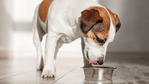 FDA announces nationwide recall of popular dog food
