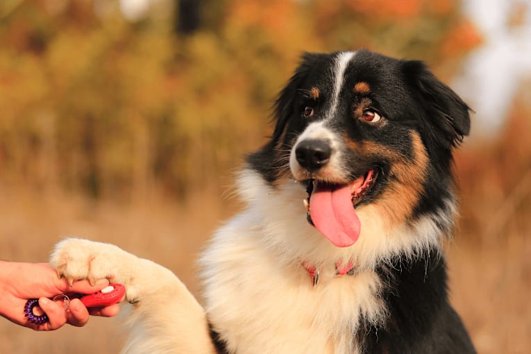 20 medium-sized dog breeds everyone wants, according to data