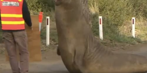 Neil the seal returns to sea, leaving trail of destruction
