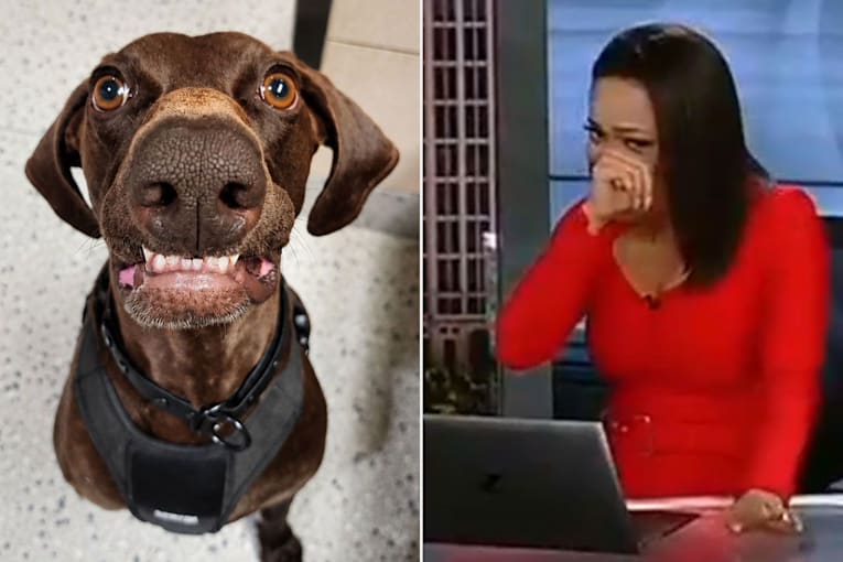 News anchor can't keep it together over prize-winning dog in hilarious on-air moment