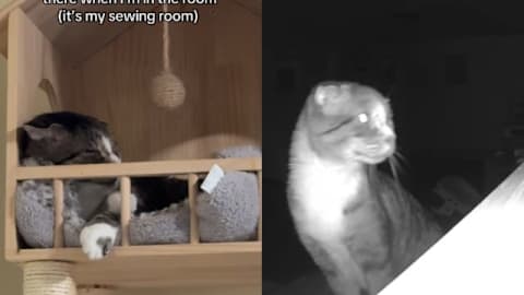 Feral cat refuses to leave his tower when humans are around, until one day he feels safe enough