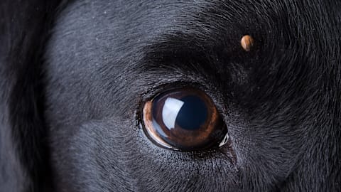 What to do if you find a tick on your dog, according to vets