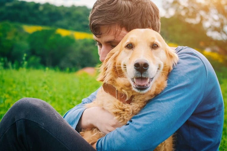 These 7 dog breeds have been America’s favorites for decades