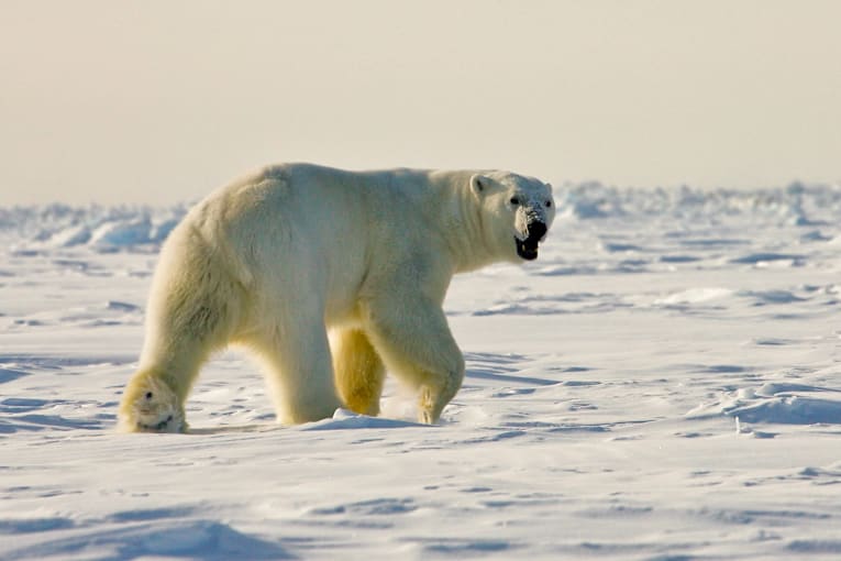 These are the 6 biggest bears on Earth