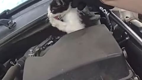 Kitten pulled to safety after becoming trapped in car engine
