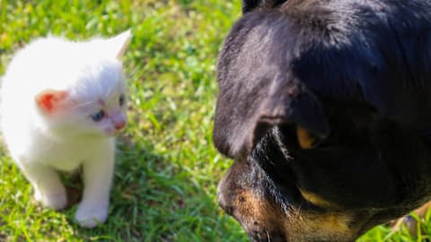 Rottweiler has a ‘surprise baby’ and can’t believe mom doesn’t think he’s the dad