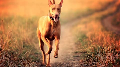 Is your dog one of the fastest breeds? See the top 23, according to data.