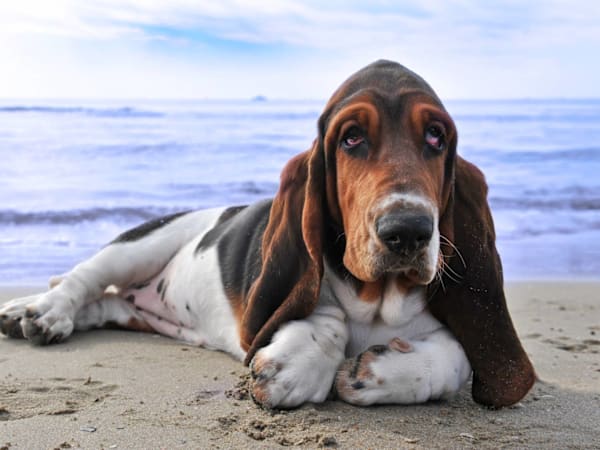 Basset hound with the 'survival skills of a potato'