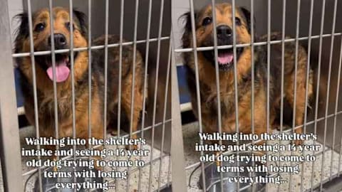 Human Notices Senior Shelter Dog Who Lost Everything, Learns the Heartbreaking Reason
