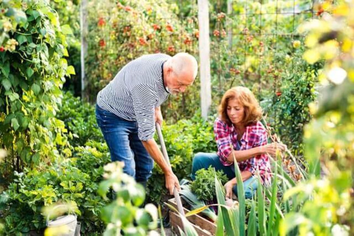 20 ALDI garden must-haves under $20 this spring - AOL