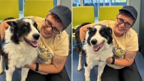 Dog who vanished from Oklahoma is found as a stray 1,000 miles away in North Carolina