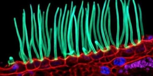 Tiny image sparks big backlash in Nikon photo contest